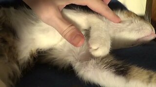 Small Cat Stretches His Neck