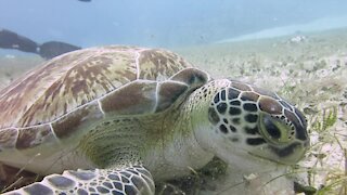 Rare & endangered sea turtle munches on seafloor grass