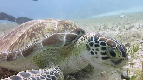 Rare & endangered sea turtle munches on seafloor grass