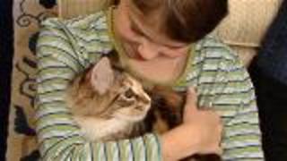 The Best Cats For Kids And Pet Responsibility