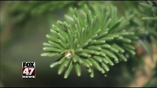 Live Christmas trees can have an impact on your allergies