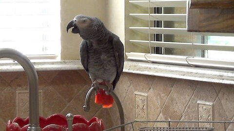 Polite parrot says 'God Bless You' after owner sneezes