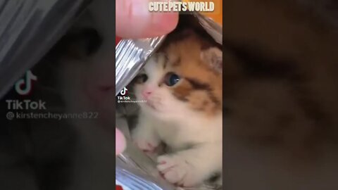 Cute and funny cat videos/#kitten #cat #kitty #funny kitten #funnycat #trending #shorts #tiktok