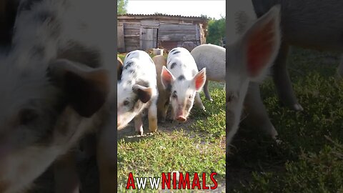 🤗 #AwwNIMALS - Porky Pigs 💕