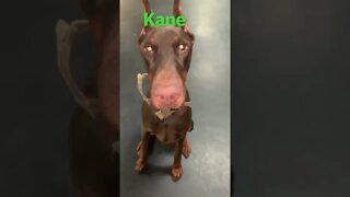 [Shorts 0127] KANE [#dogs #doggos #doggies #puppies #dogdaycare]