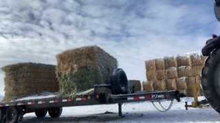 Feeding Cows in Winter Weather