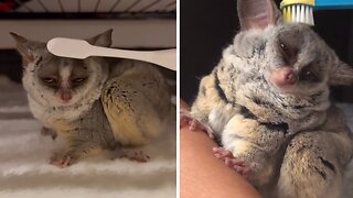 Adorable Little Galago Loves To Get Brushed