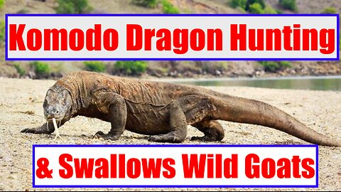 Komodo Dragon Hunting & Swallows Wild Goats
