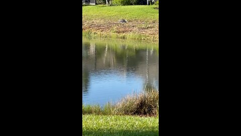 Great Blue Heron Eats Fish Part 2 #4K #greatblueheron