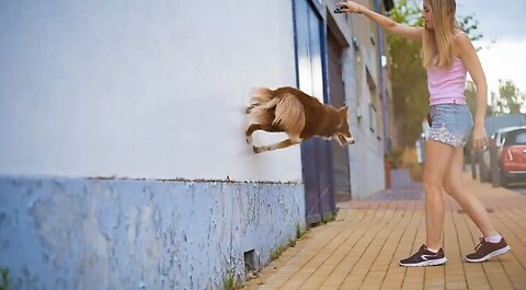 The dog dances even on the wall!