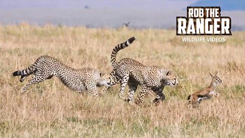 Gazelle Fawn ESCAPES From Cheetah Family | Maasai Mara Safari |Zebra Plains