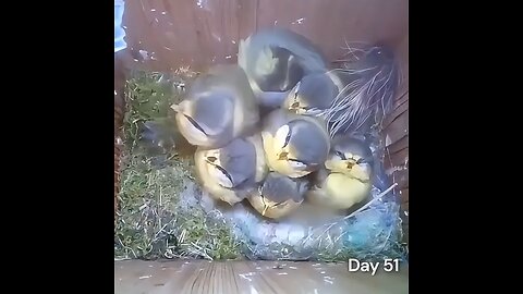 Captivating 51-day time-lapse of a blue tit building a nest, laying eggs, and raising chicks.