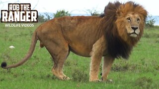 Majestic Lions With Manes Blowing In The Wind | Maasai Mara Safari | Zebra Plains