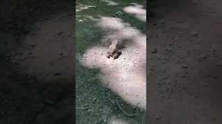 Random frog on a trail