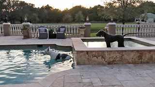 Max the Great Dane enjoys dipping and sipping in the pool