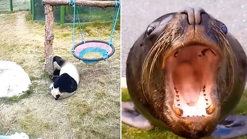 Animals that laugh - A lonely and happy panda