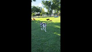 dog park