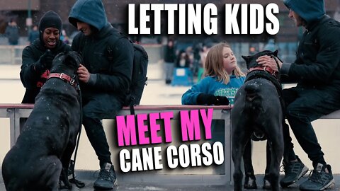 Letting Kids Meet My Cane Corso - First Time @ Ice Rink Socializing