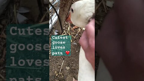 Cutest goose loves pats ❤️ #geese #pilgrimgeese #gander