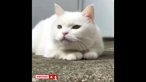 cute cat videos 😹 funny videos 😂1781