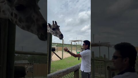 Feeding Giraffe