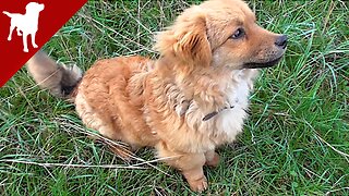 Puppy First Training - SIT Command - Kokoni Dog Breed