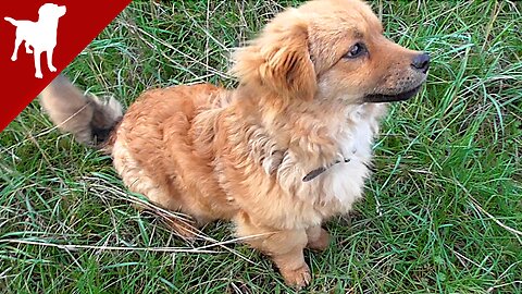 Puppy First Training - SIT Command - Kokoni Dog Breed