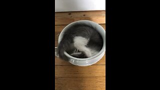 Donny Kitty in Antique Piss Pot