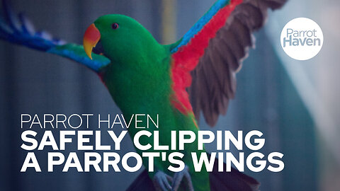 How To Safely Clip a Parrot's Wings