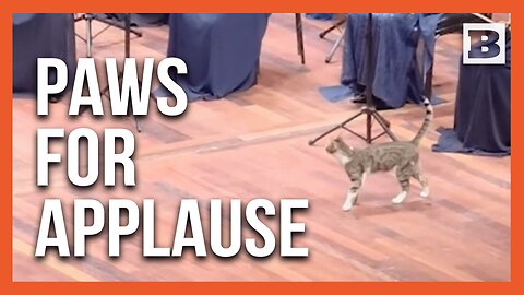 Curious Cat Steals the Show at Istanbul Orchestra Performance