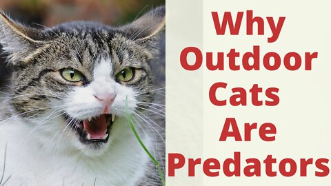 Indoor Outdoor Cats Are Also Predators. How To Deal With Housecat's Predatory Behavior Outside?