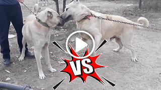 Giant Anatolian Shepherd Dog Together