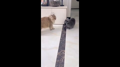 A tug-of-war between two cats continues