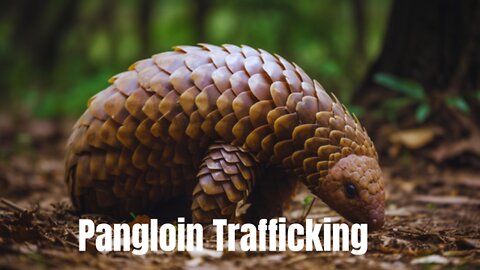 Top pangolin traffickers are apprehended in a sting operation.