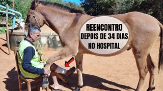 VAQUEIRO PO SOFRE ACIDENTE DE MOTO E REENCONTRA BURRO DENGOSO