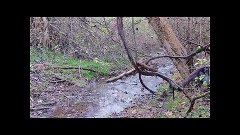 Northern Flicker in the stream on new Wildlife Webcam 1