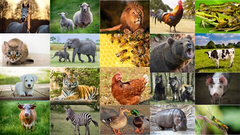 LEARNING NAMES AND SOUNDS VARIOUS FARM AND WILD ANIMALS
