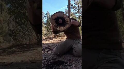 Making a stump stove