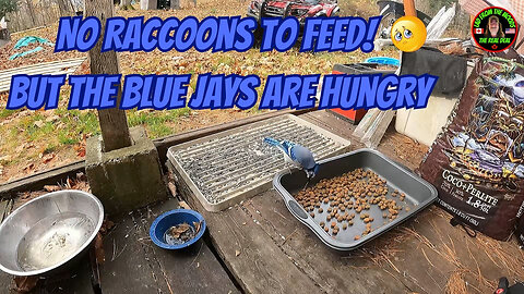 08-06-23 | No Raccoons To Feed, But Blue Jays Are Hungry | Part-1