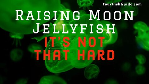 How To Get Started Raising Moon Jellyfish ~ It's Not As Hard As You THINK | Watch First