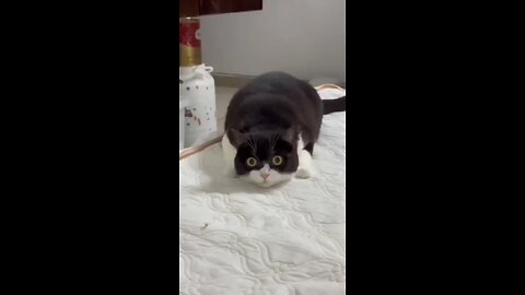 Funny Cats