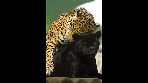 black panther-leopard couple is going viral