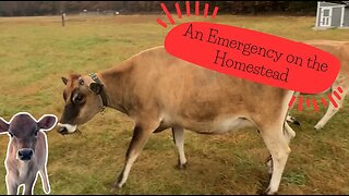 Why Everyone Should Have a Farm Emergency Fund | Three Little Goats Homestead Vlog