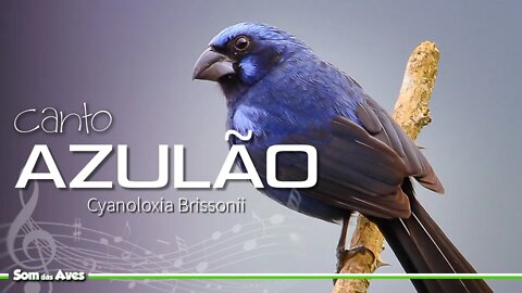 🎶Canto de Pássaros Silvestres - AZULÃO (Cyanoloxia Brissonii)🐦