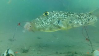 Underwater Footage of Cut Bait, Shrimp, and Squid: Florida Piers