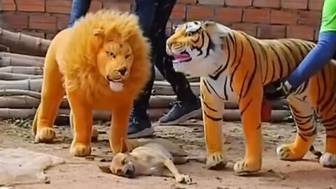 The Dog Prank with Fake Lion and Fake Tiger
