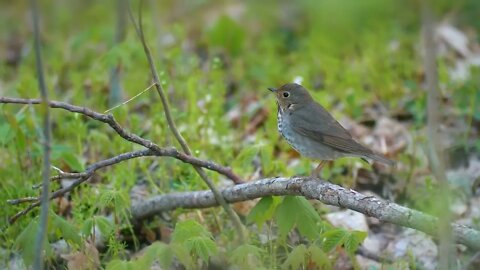 Wood Thrush Birds Migration Springtime 4K Nature