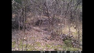 Unidentified Wild Cat in my Creek.