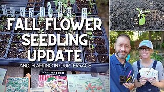 🌻 Fall Flower Seedling Update | Flowers to Plant for Fall Blooms 🌻