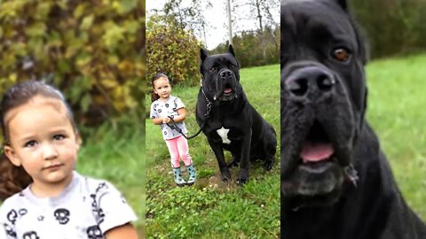 Little Girl Trains GIANT Guard Dog Heel - Cane Corso #shorts